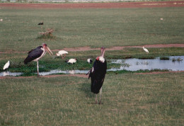 Tanzania 1994, Lake Manyara, Uccelli, Fotografia Epoca, Vintage Photo - Places