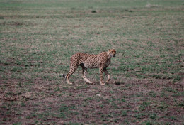 Tanzania 1994, Ghepardo , Animali, Safari, Foto Epoca, Vintage Photo - Places