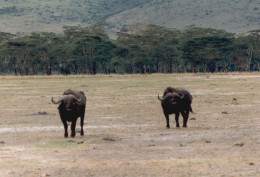 Tanzania 1994, Bisonti, Animali, Safari, Fotografia Epoca, Vintage Photo - Places