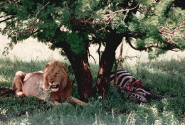Tanzania 1994, Leone, Zebra , Animali, Safari, Foto Epoca, Vintage Photo - Lugares