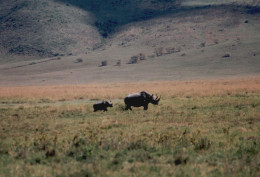 Tanzania 1994, Rinoceronte Con Cucciolo, Fotografia Epoca, Vintage Photo - Lugares