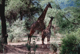 Tanzania 1994, Giraffe, Animali, Safari, Fotografia Epoca, Vintage Photo - Lugares