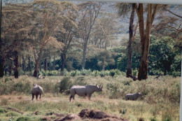 Tanzania 1994, Rinoceronti, Animali, Safari, Foto Epoca, Vintage Photo - Lugares