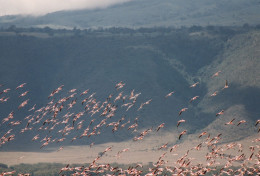 Tanzania 1994 Stormo Di Uccelli In Volo Safari, Foto Epoca, Vintage Photo - Lugares