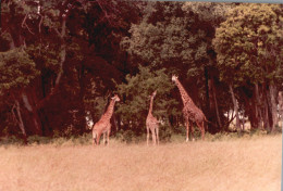 Tanzania 1994, Giraffe, Animali, Safari, Fotografia Epoca, Vintage Photo - Lugares