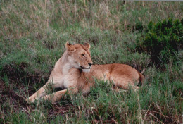 Tanzania 1994, Leonessa, Animali, Safari, Fotografia Epoca, Vintage Photo - Lugares