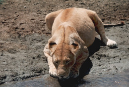 Tanzania 1994, Leonessa, Animali, Safari, Fotografia Epoca, Vintage Photo - Lugares