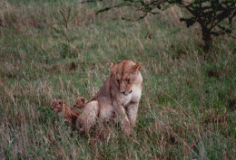 Tanzania 1994, Leonessa Con Cuccioli, Safari, Foto Epoca, Vintage Photo - Lugares