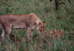 Tanzania 1994, Leonessa Con Cuccioli, Safari, Foto Epoca, Vintage Photo - Lugares