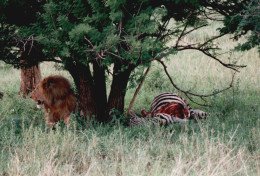 Tanzania 1994, Leone, Zebra, Animali, Safari, Foto Epoca, Vintage Photo - Lugares