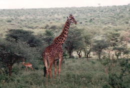 Tanzania 1994, Giraffa, Animali, Safari, Fotografia Epoca, Vintage Photo - Lugares