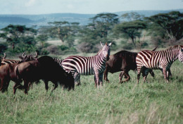 Tanzania 1994, Zebre, Gnu, Animali, Safari, Foto Epoca, Vintage Photo - Lugares