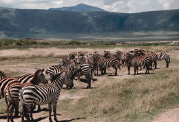 Tanzania 1994, Zebre, Animali, Safari, Fotografia Epoca, Vintage Photo - Lugares