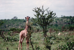 Tanzania 1994, Giraffa, Animali, Safari, Fotografia Epoca, Vintage Photo - Lugares