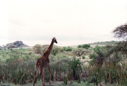 Tanzania 1994, Giraffa, Animali, Safari, Fotografia Epoca, Vintage Photo - Lugares