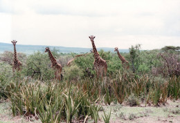 Tanzania 1994, Giraffe, Animali, Safari, Fotografia Epoca, Vintage Photo - Lugares