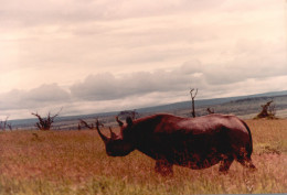 Tanzania 1994, Rinoceronte, Animali, Safari, Foto Epoca, Vintage Photo - Lugares