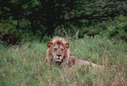 Tanzania 1994, Leone, Animali, Safari, Fotografia Epoca, Vintage Photo - Lugares