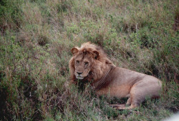 Tanzania 1994, Leone, Animali, Safari, Fotografia Epoca, Vintage Photo - Lugares