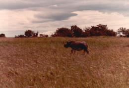 Tanzania 1994, Rinoceronte, Animali, Safari, Foto Epoca, Vintage Photo - Lugares