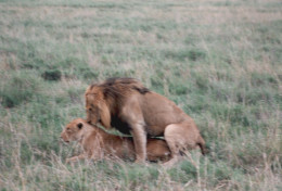 Tanzania 1994, Leone, Leonessa, Accoppiamento, Safari, Foto Epoca, Photo - Lugares