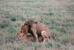 Tanzania 1994, Leone, Leonessa, Accoppiamento, Safari, Foto Epoca, Photo - Lugares