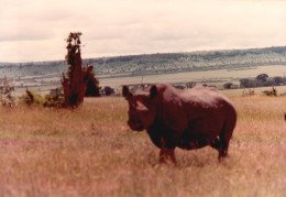 Tanzania 1994, Rinoceronte, Animali, Safari, Foto Epoca, Vintage Photo - Lugares