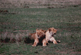 Tanzania 1994, Leone, Leonessa, Safari, Foto Epoca, Vintage Photo - Lugares