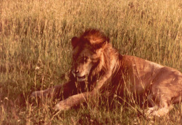 Tanzania 1994, Leone, Animali, Safari, Fotografia Epoca, Vintage Photo - Lugares