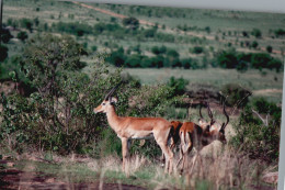 Tanzania 1994, Antilopi, Animali, Safari, Foto Epoca, Vintage Photo - Lugares