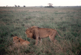 Tanzania 1994, Leone, Leonessa, Safari, Foto Epoca, Vintage Photo - Orte