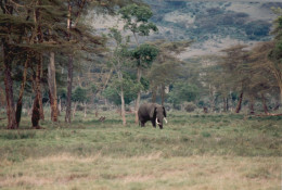 Tanzania 1994, Elefante, Animali, Safari, Foto Epoca, Vintage Photo - Orte