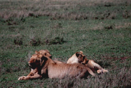 Tanzania 1994, Leone, Leonessa, Safari, Foto Epoca, Vintage Photo - Orte