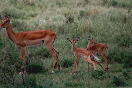 Tanzania 1994, Antilopi, Animali, Safari, Foto Epoca, Vintage Photo - Lugares