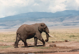 Tanzania 1994, Elefante, Animali, Safari, Foto Epoca, Vintage Photo - Orte