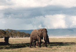 Tanzania 1994, Elefante, Animali, Safari, Foto Epoca, Vintage Photo - Orte