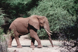 Tanzania 1994, Elefante, Animali, Safari, Foto Epoca, Vintage Photo - Orte