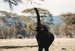 Tanzania 1994, Elefante, Animali, Safari, Foto Epoca, Vintage Photo - Orte