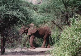 Tanzania 1994, Elefante, Animali, Safari, Foto Epoca, Vintage Photo - Orte