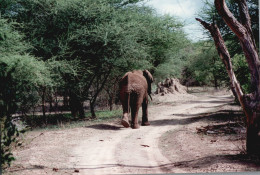 Tanzania 1994, Elefante, Animali, Safari, Foto Epoca, Vintage Photo - Orte