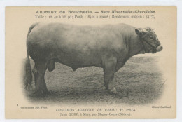 Vache Nivernais Charolais Salon Agriculture Boucherie Jules Goby Mars Magny Cours Nièvre Grand Prix - Vacas