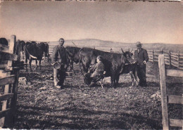 En Auvergne - Agriculture -  Sur La Montagne - La Traite Des Vaches  - Auvergne