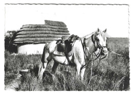 13 LES SAINTES MARIES DE LA MER CABANE ET CHEVAL DE GARDIAN CAMARGUE - Saintes Maries De La Mer