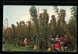 AK Hop Picking At Whitbreads Hop Farm, Paddock Wood  - Landwirtschaftl. Anbau