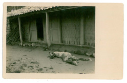 INDO 21 - 9312 JAVA, Indonesia, Disaster After Merapi Eruption December 19. 1930 - Old Postcard, Real PHOTO Unused  - Indonesia