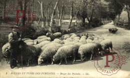 FRANCIA. FRANCE. Scènes Et Types Des Pyrénées . Berger Des Pyrénées . OVEJAS. PASTOR - Sonstige & Ohne Zuordnung