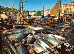 SAINT JEAN DE LUZ Débarquement Du Thon Sur Le Port   32 (scan Recto Verso)MF2770VIC - Saint Jean De Luz