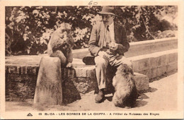 BLIDA - Les Gorges De La Chiffa - SINGES - A L'Hôtel Du Ruisseau Des Singes - Blida