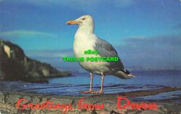 R582365 Greetings From Devon. Sea Gull. Plastichrome. A. W. Besley. 1964 - Monde