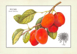 RECETTE  Les Fruits PLUMS Prunus Domestica Prunes  53 (scan Recto Verso)MF2774UND - Küchenrezepte